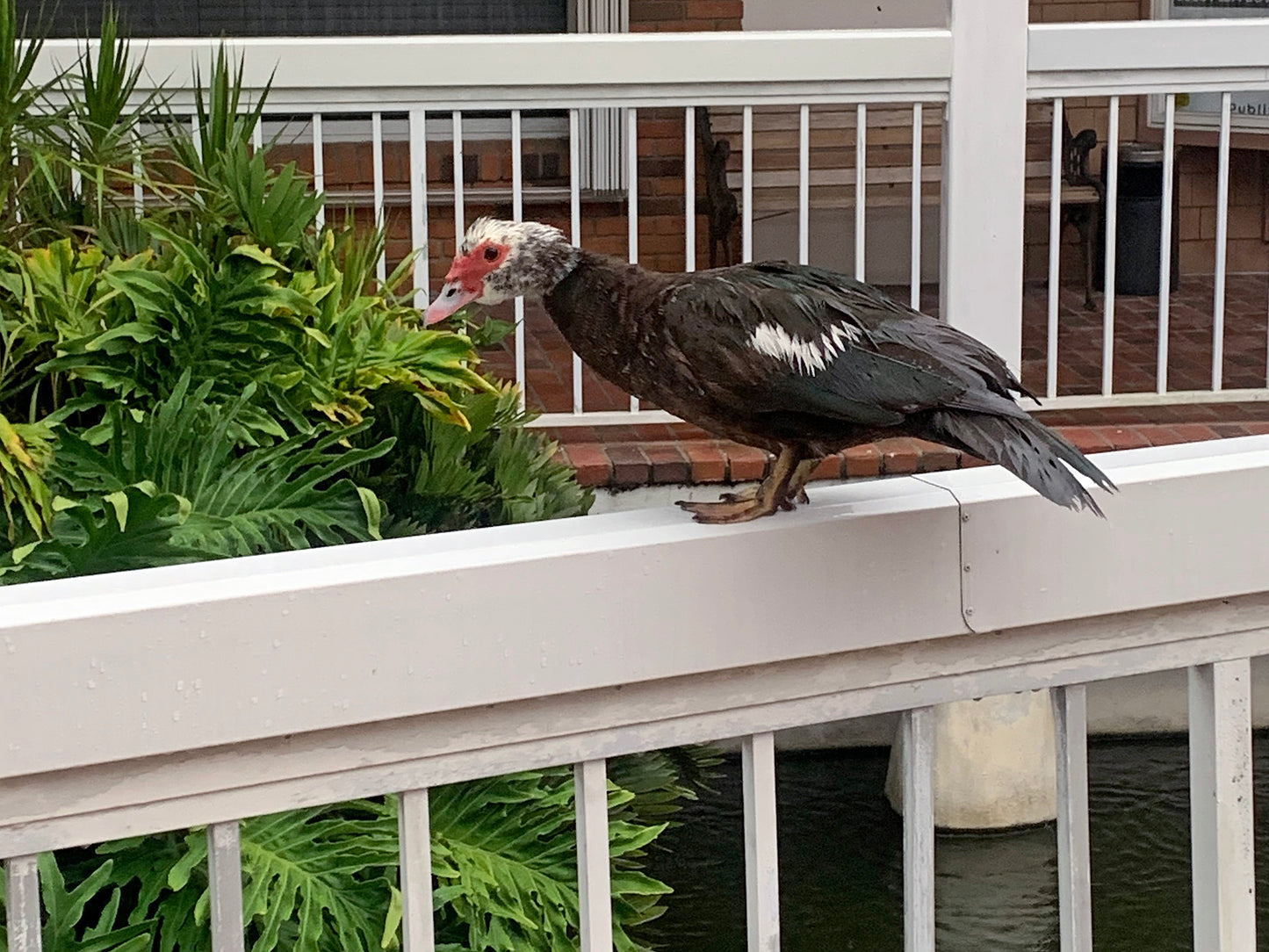 Muscovy